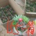 多肉植物，含盆，肉肉的美