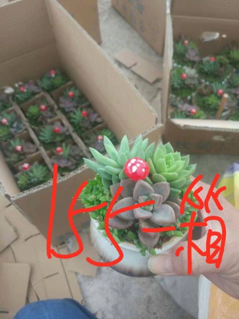 多肉植物，含盆，肉肉的美