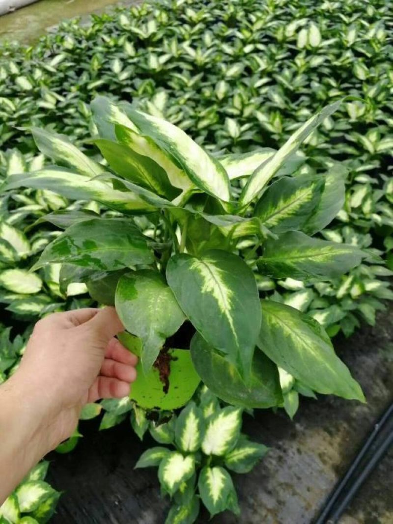 多肉植物，含盆，肉肉的美