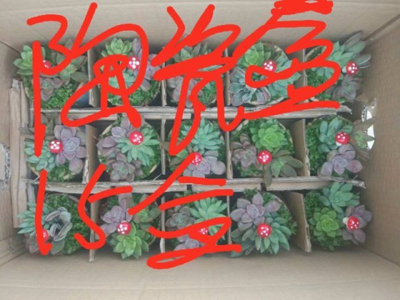 多肉植物，含盆，肉肉的美