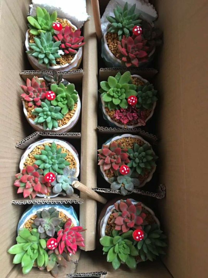 多肉植物，含盆，肉肉的美