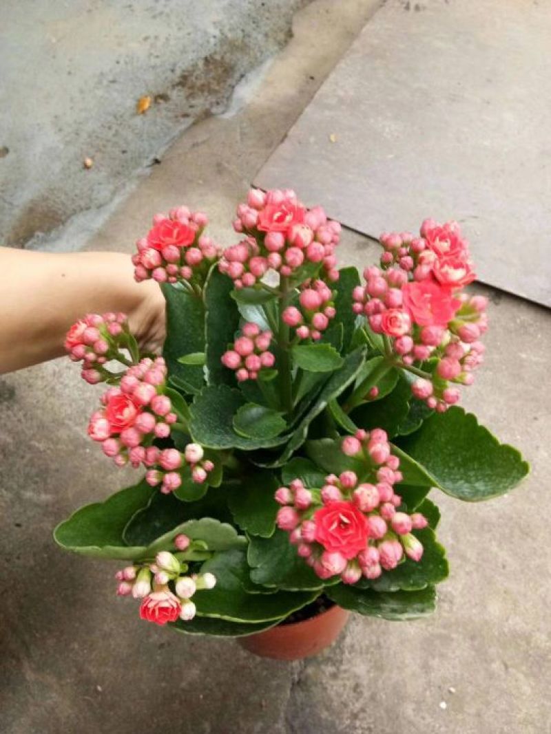 多肉植物，含盆，肉肉的美
