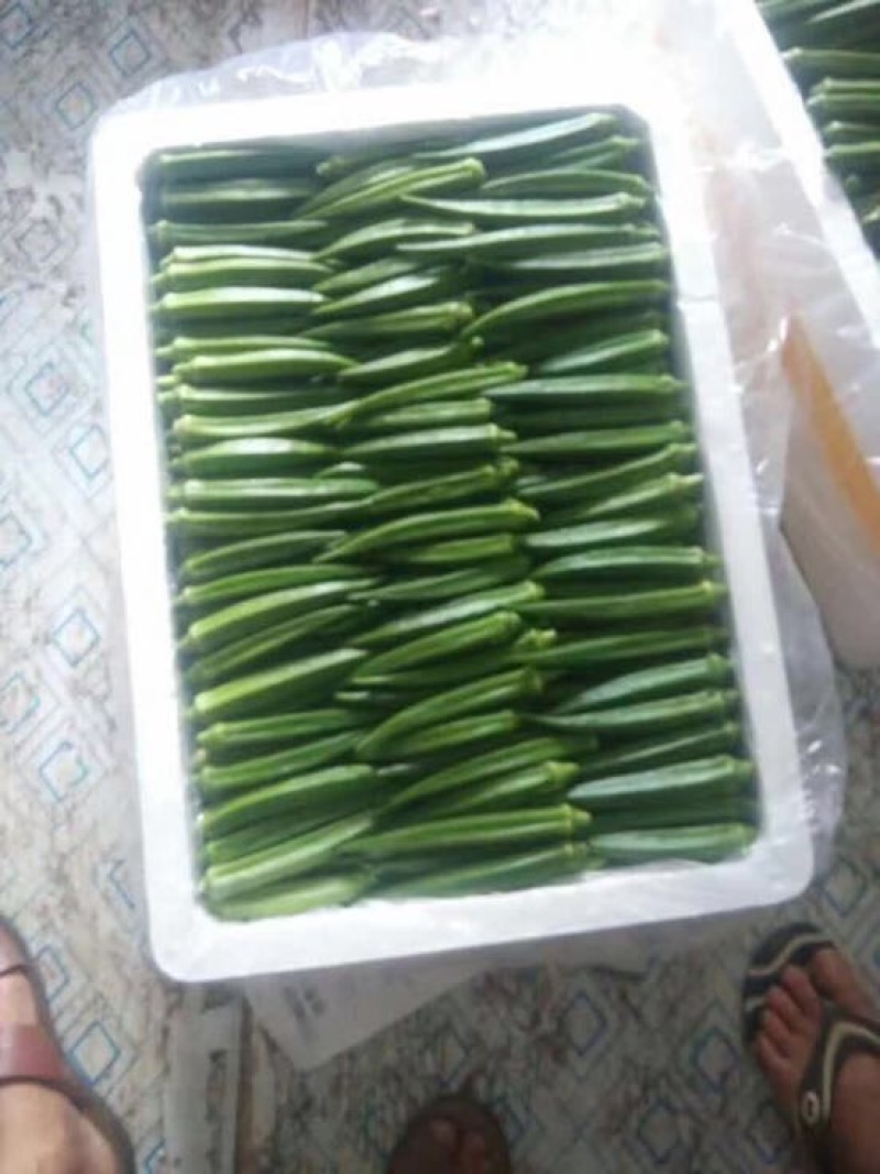 秋葵10~12cm