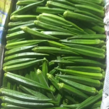 秋葵10~12cm