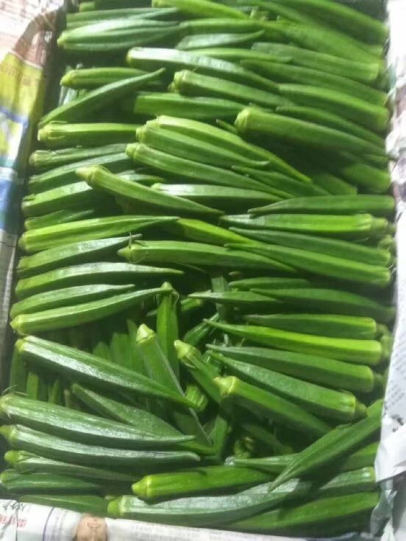 秋葵10~12cm