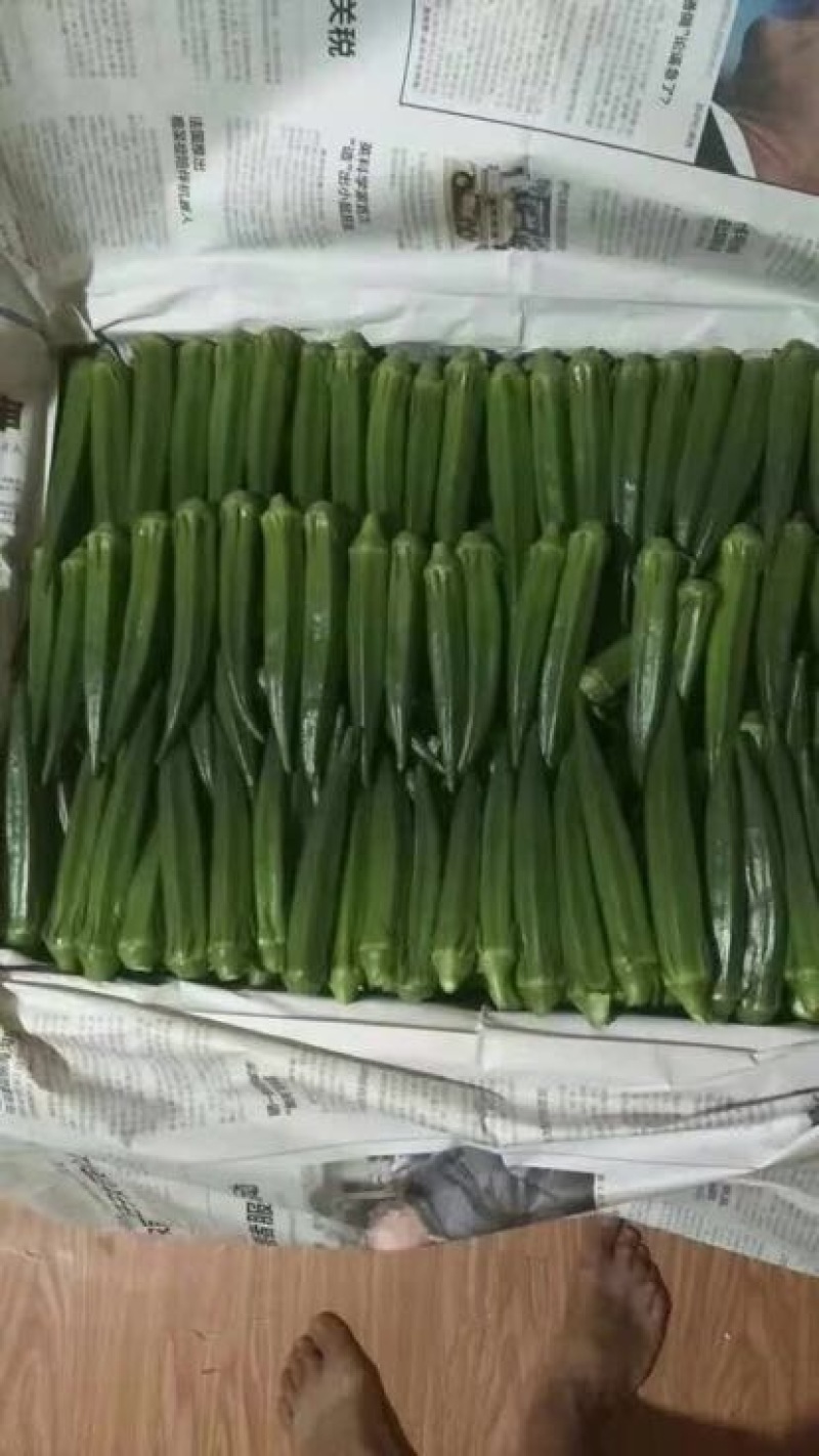 秋葵10~12cm
