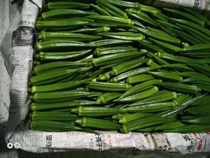秋葵10~12cm