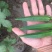 秋葵10~12cm