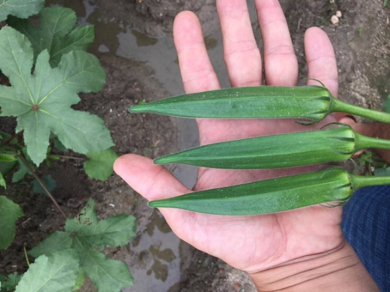 秋葵10~12cm