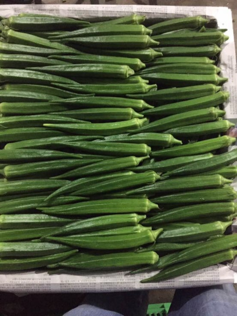 秋葵10~12cm