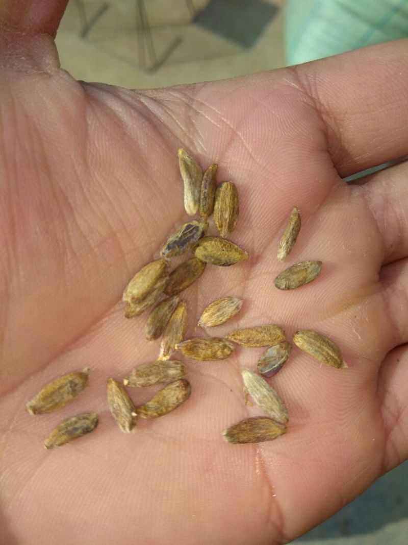 白术种子98%以上