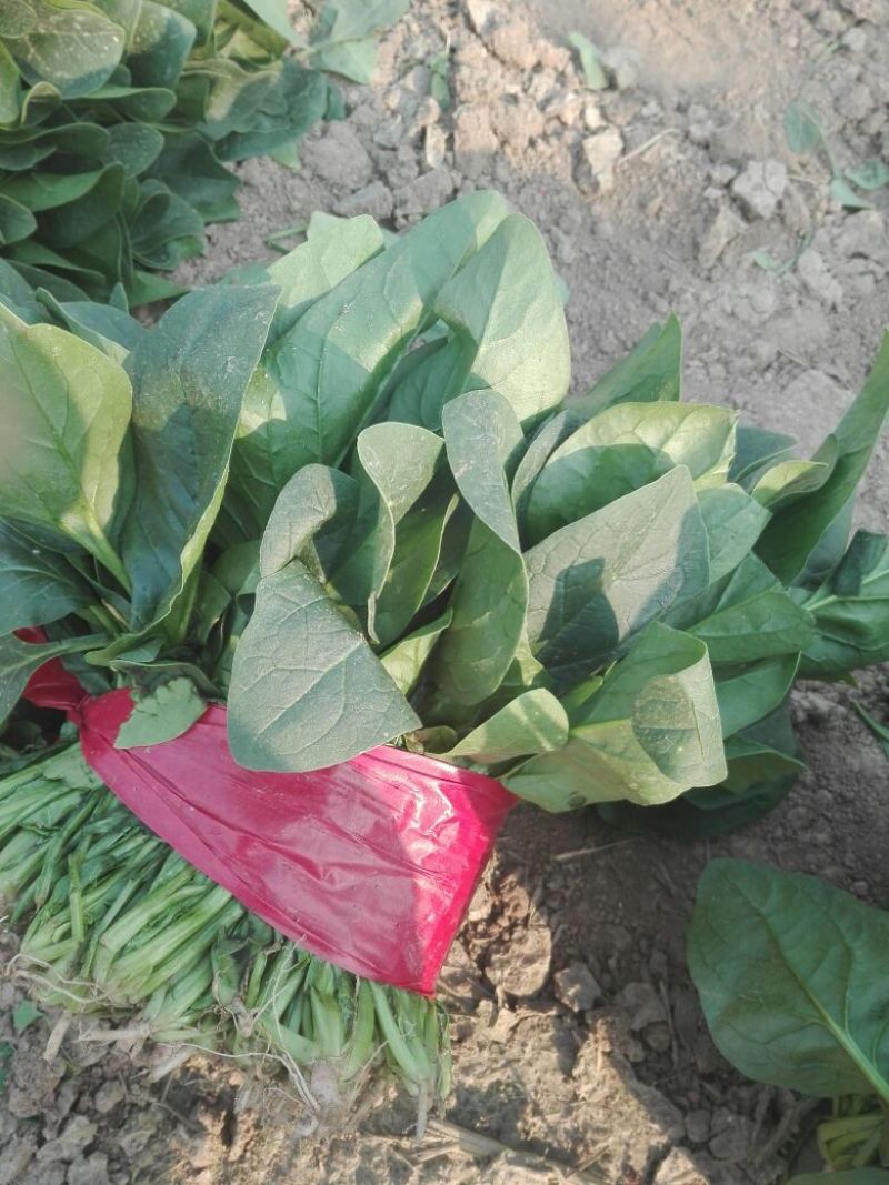 菠菜20~25厘米