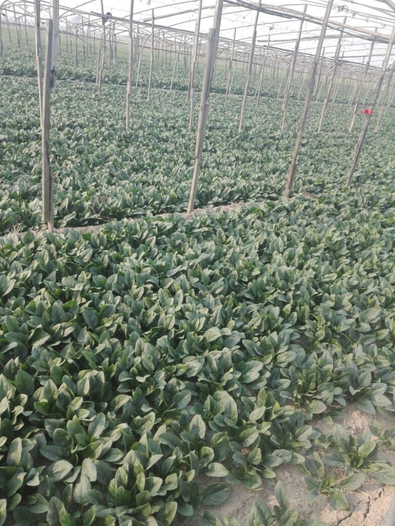 菠菜20~25厘米