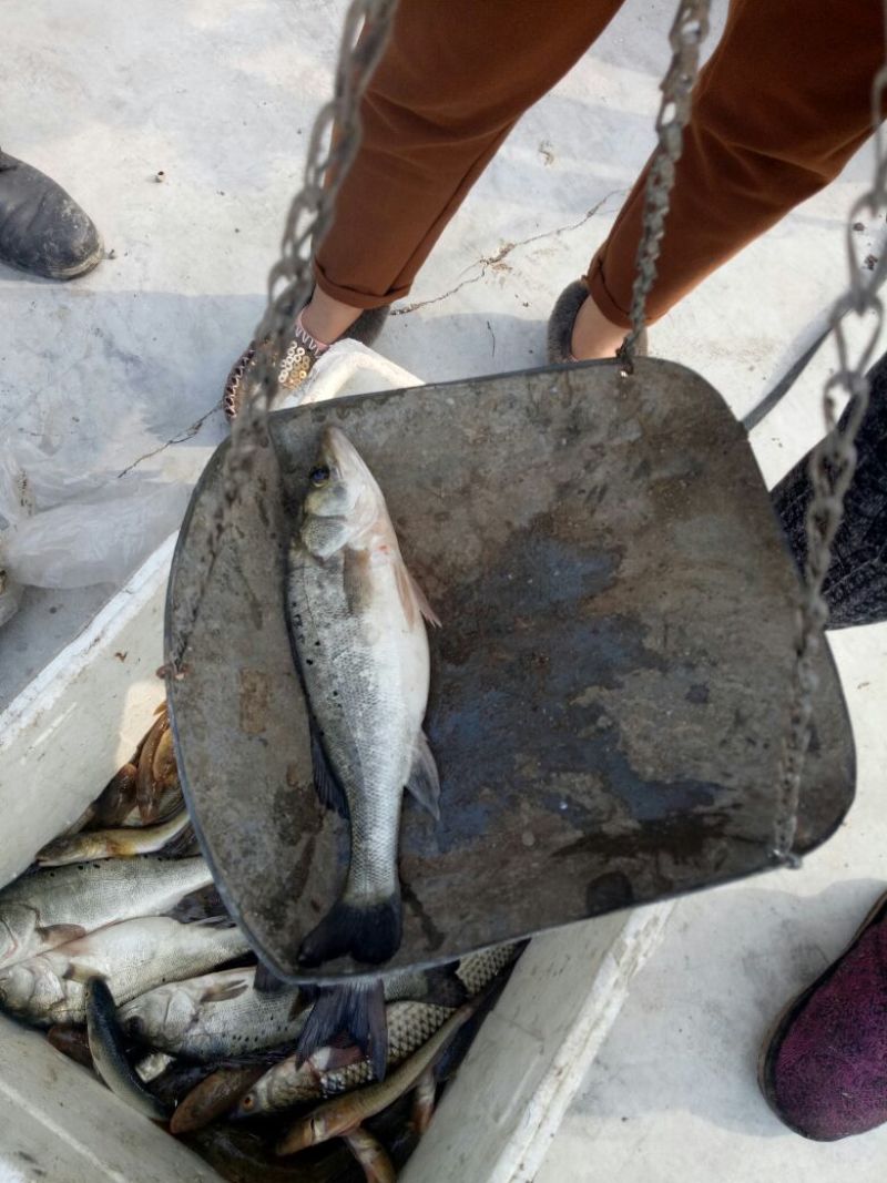 海鲈鱼鱼苗