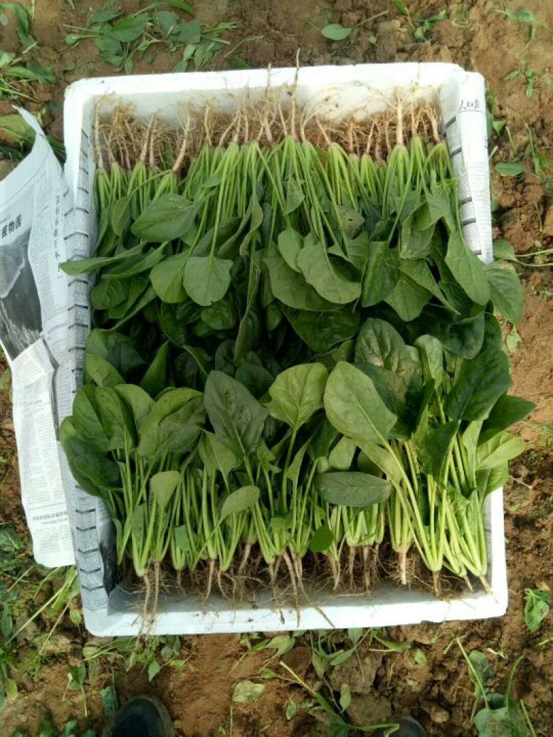 永年精品菠菜大叶菠菜，20公分到35公分，产地自产自销