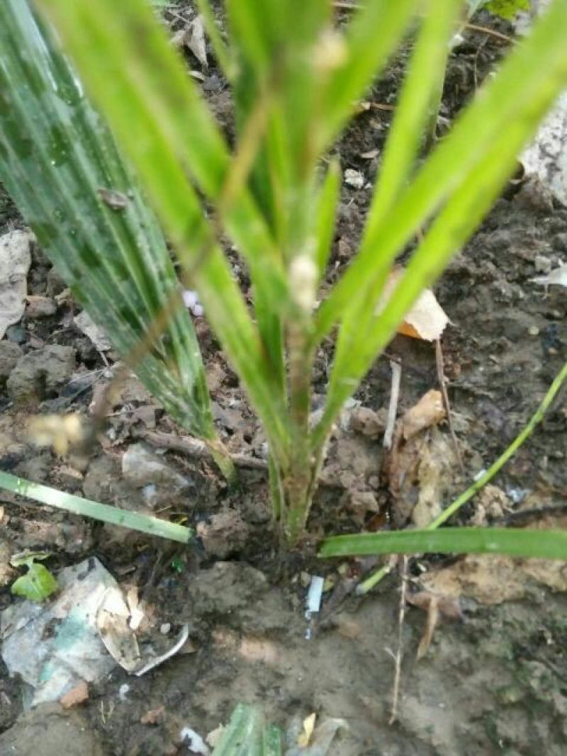 针葵10~20cm