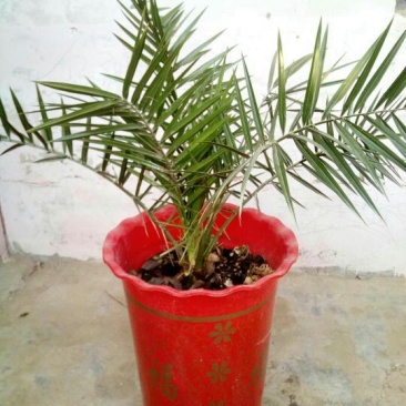 针葵10~20cm