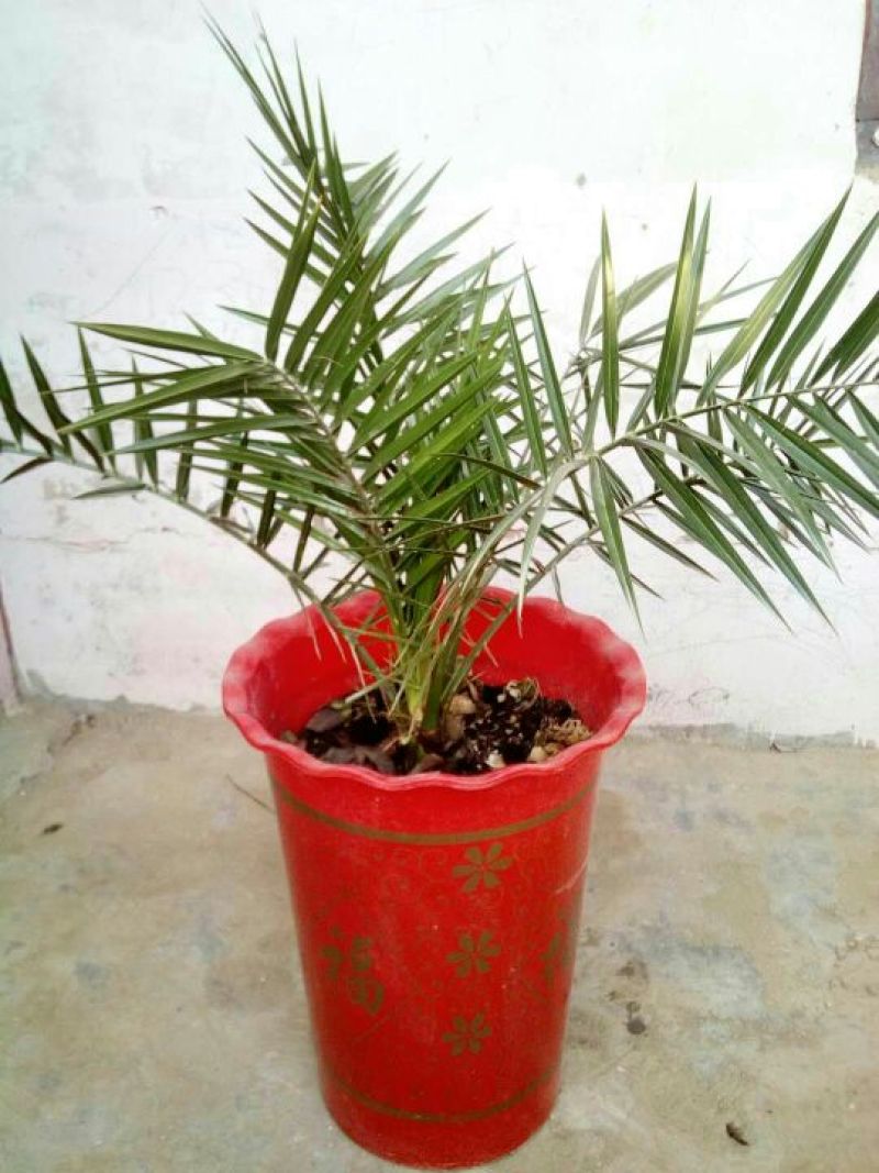 针葵10~20cm