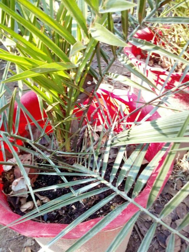 针葵10~20cm
