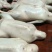 鹅肉散装