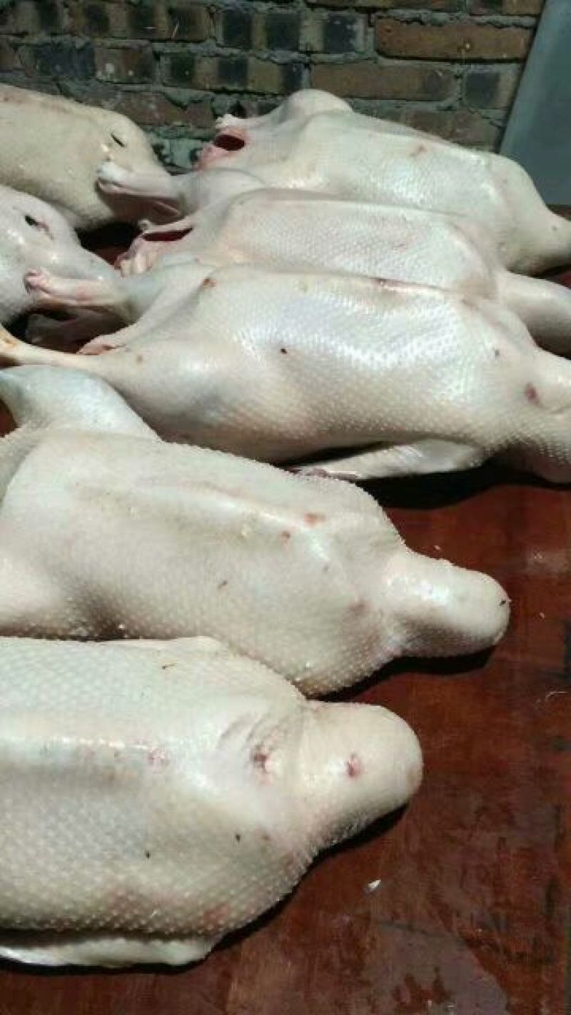 鹅肉散装