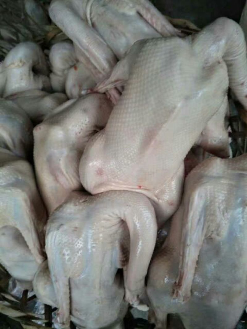 鹅肉散装