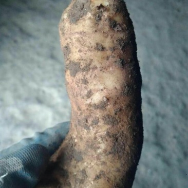 天麻一级
