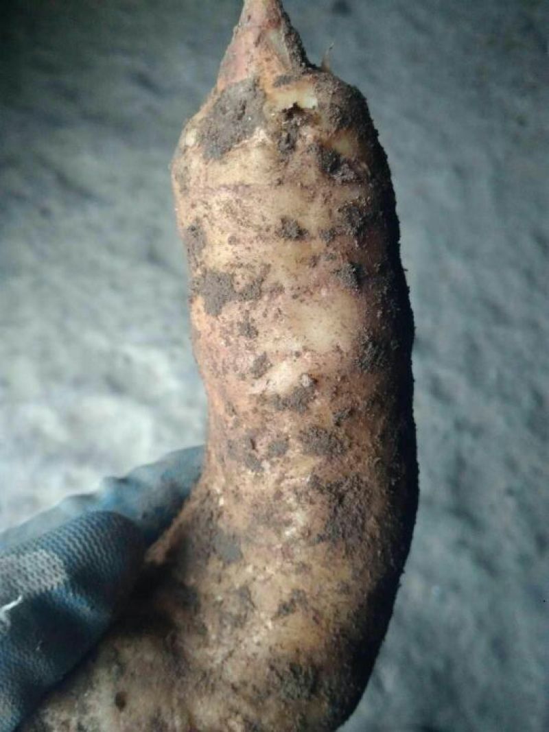 天麻一级