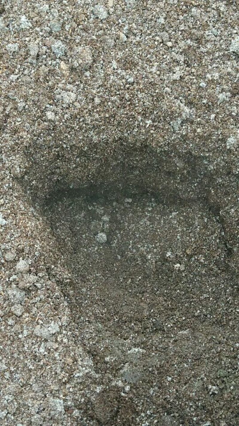 猪粪