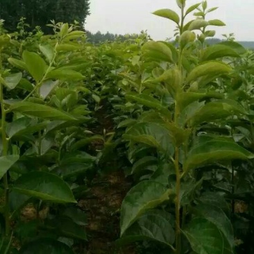晚秋黄梨树苗1cm以下80cm以上可提供技术指导，