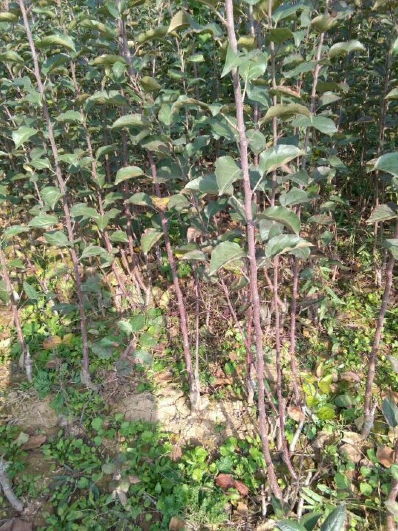 一米五以上红肉苹果苗糖心苹果苗