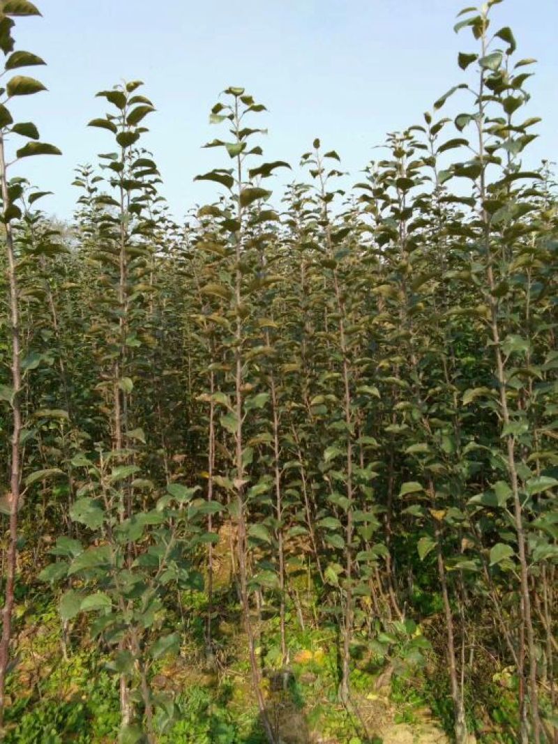 一米五以上红肉苹果苗糖心苹果苗