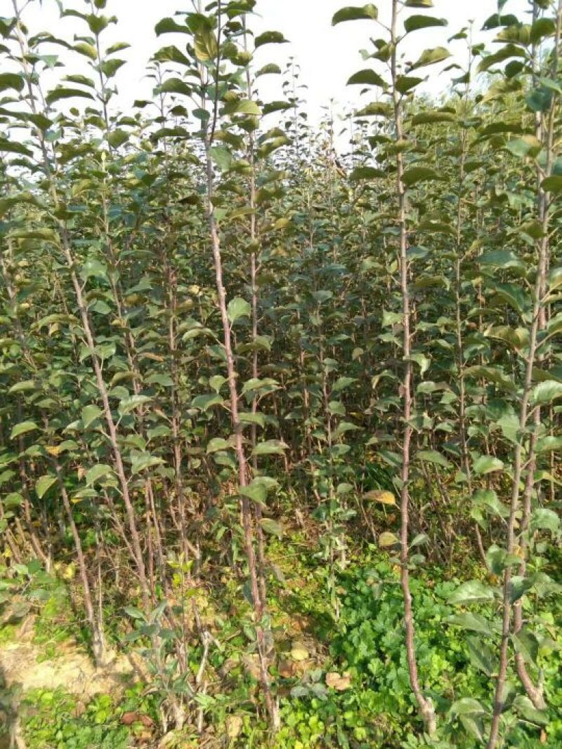 一米五以上红肉苹果苗糖心苹果苗