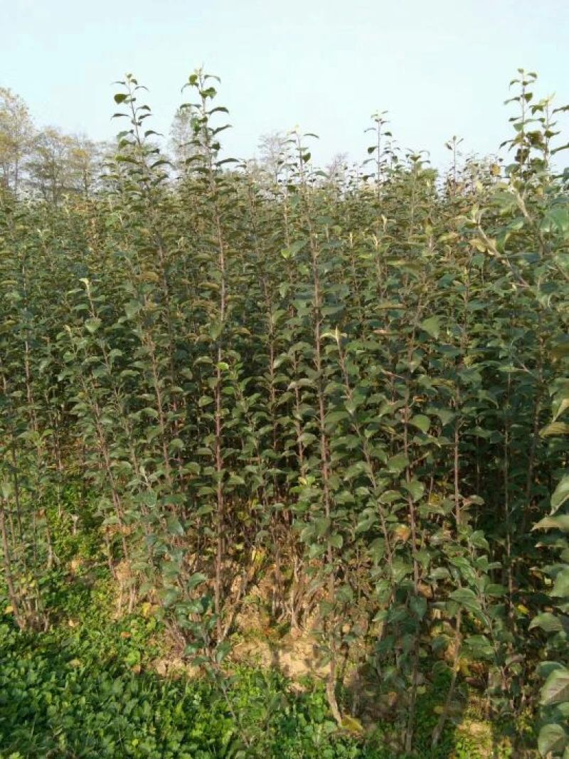 一米五以上红肉苹果苗糖心苹果苗