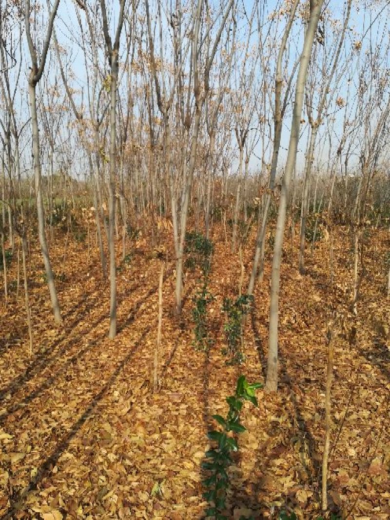 黄山栾树2~4cm10~12cm3~3.5米