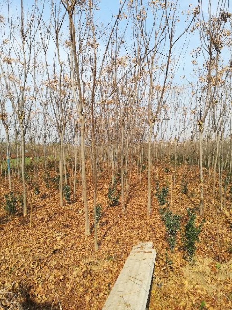 黄山栾树2~4cm10~12cm3~3.5米