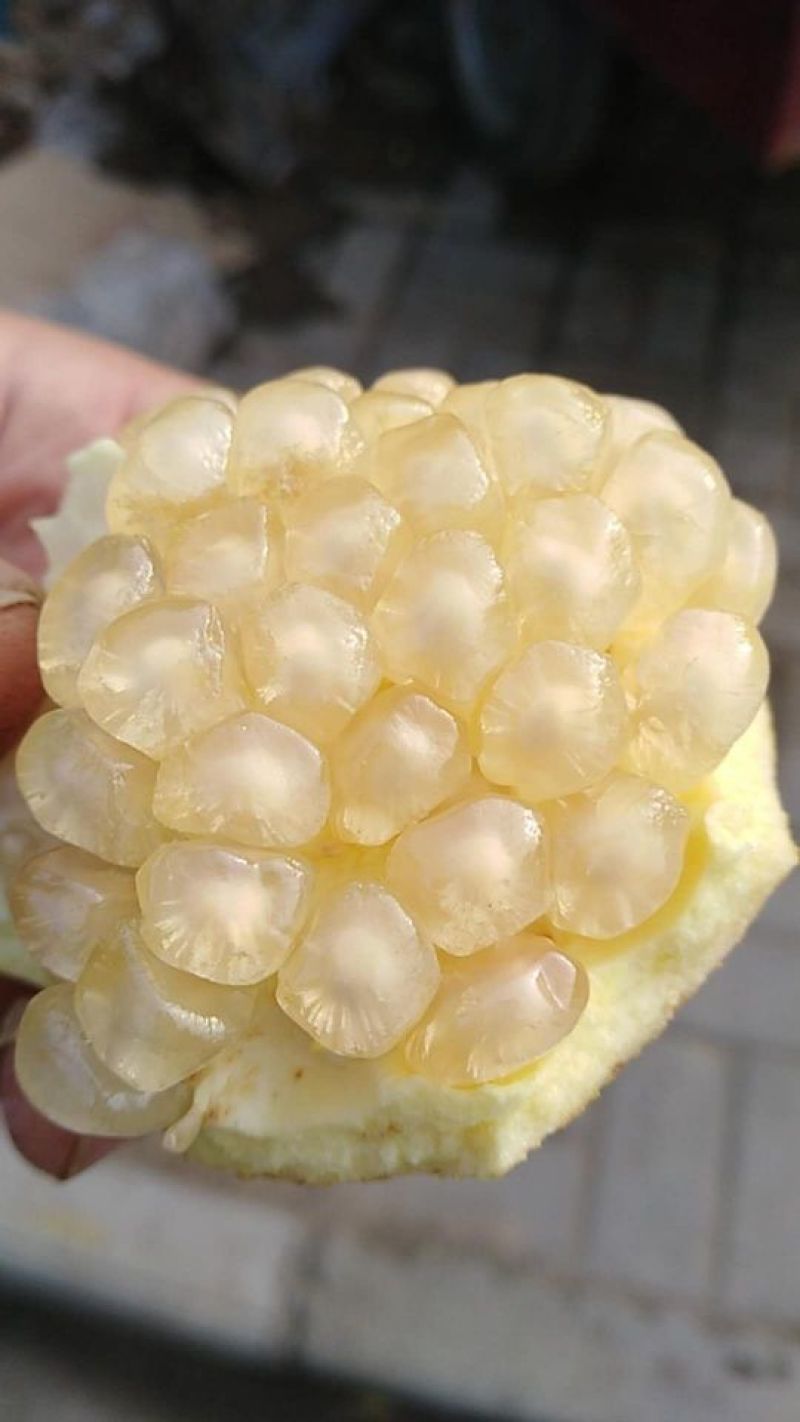 白石榴8两~1斤
