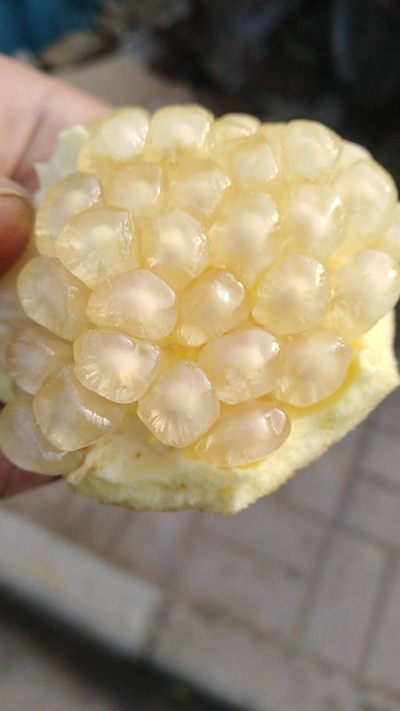 白石榴8两~1斤