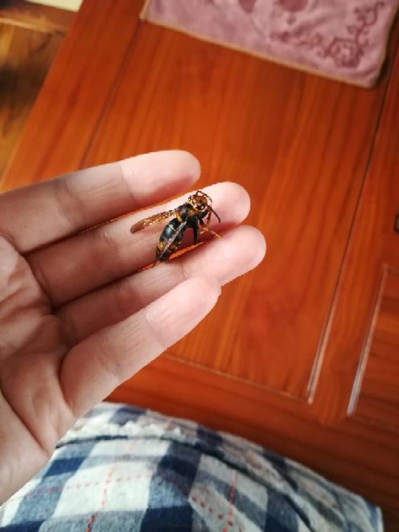 西贡蕉西贡蕉九成熟8斤包邮
