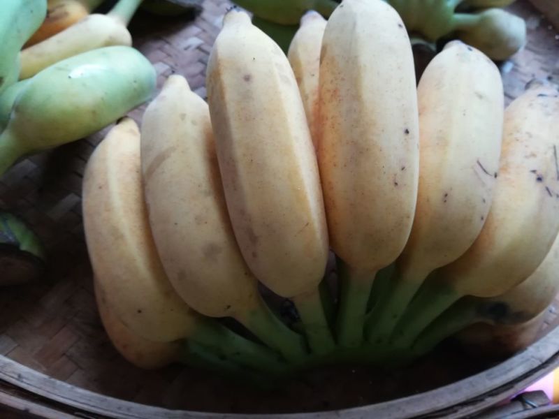 西贡蕉西贡蕉九成熟8斤包邮