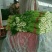 西芹大量上市中，60cm以上