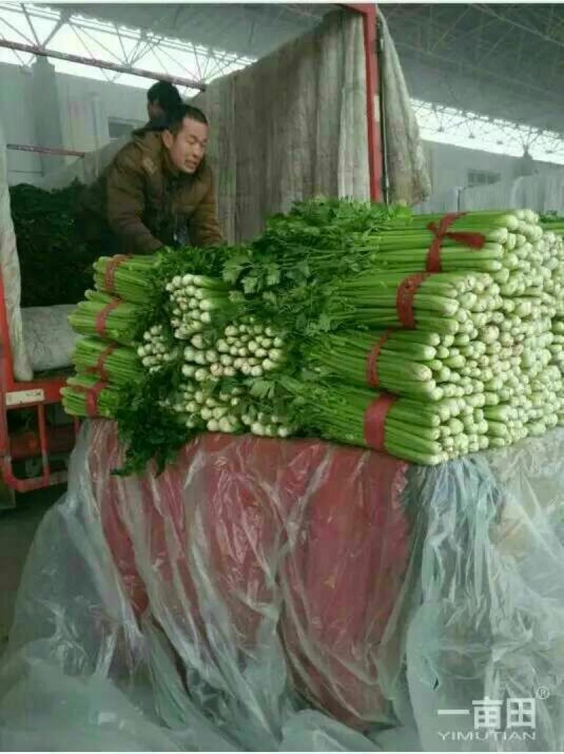 西芹大量上市中，60cm以上