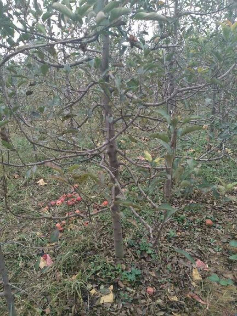 苹果树6~8cm4~6cm2.5~3米