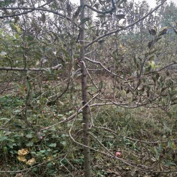 苹果树6~8cm4~6cm2.5~3米