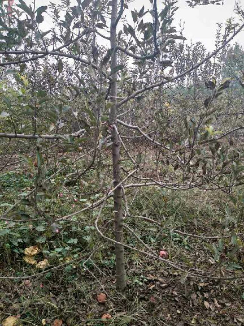 苹果树6~8cm4~6cm2.5~3米