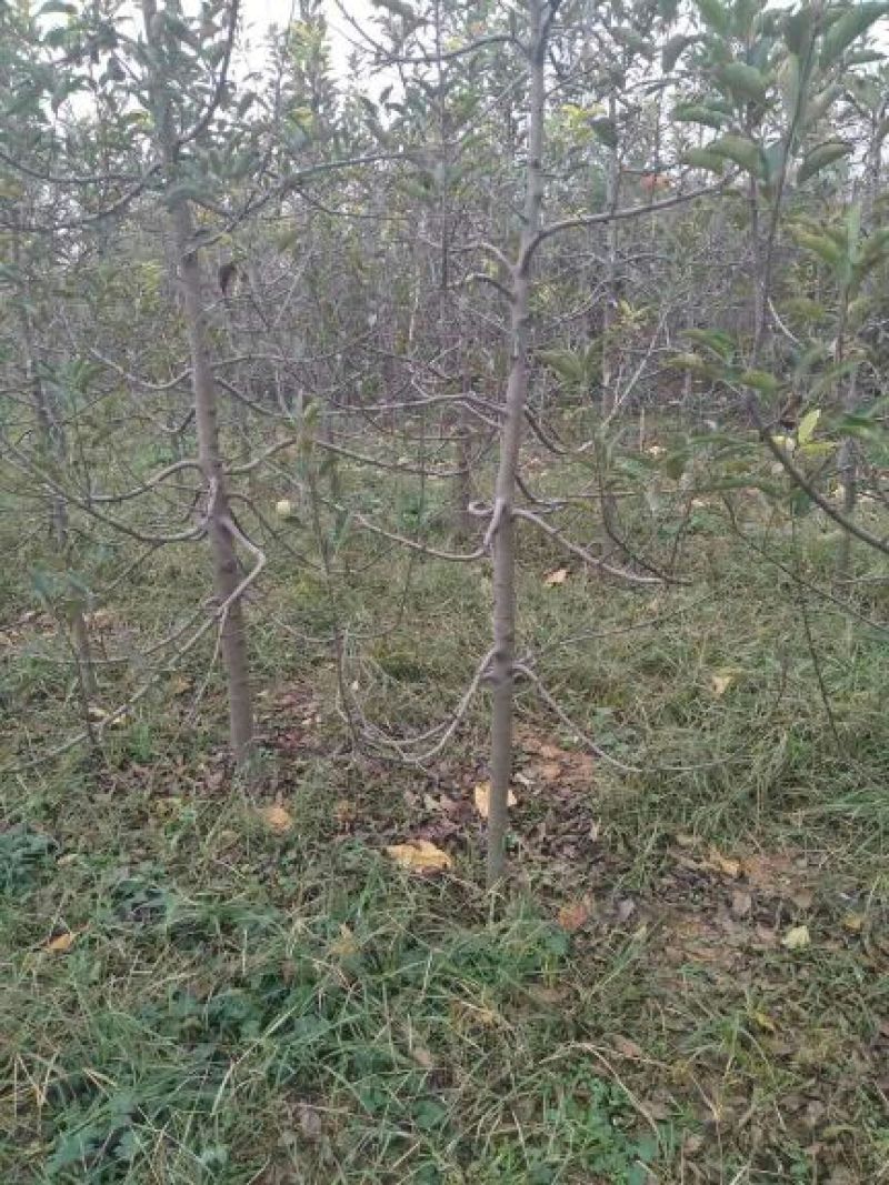 苹果树6~8cm4~6cm2.5~3米