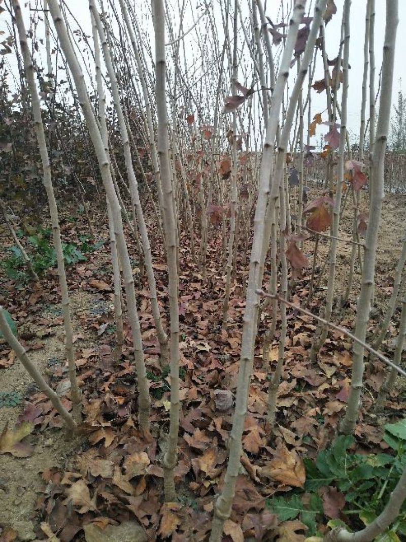 山楂苗，山楂树，甜红子山楂苗80cm以上