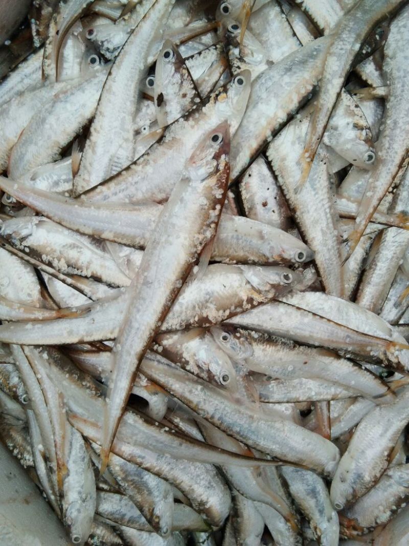 毛刀鱼食用冰鲜鱼