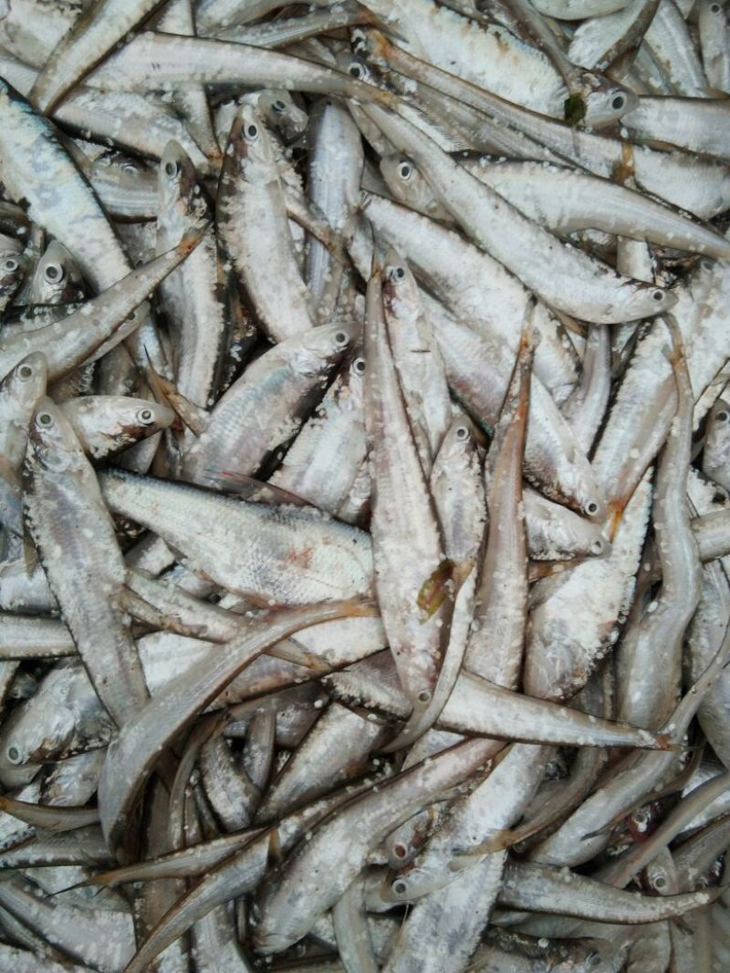 毛刀鱼食用冰鲜鱼