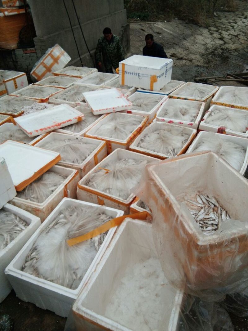 毛刀鱼食用冰鲜鱼